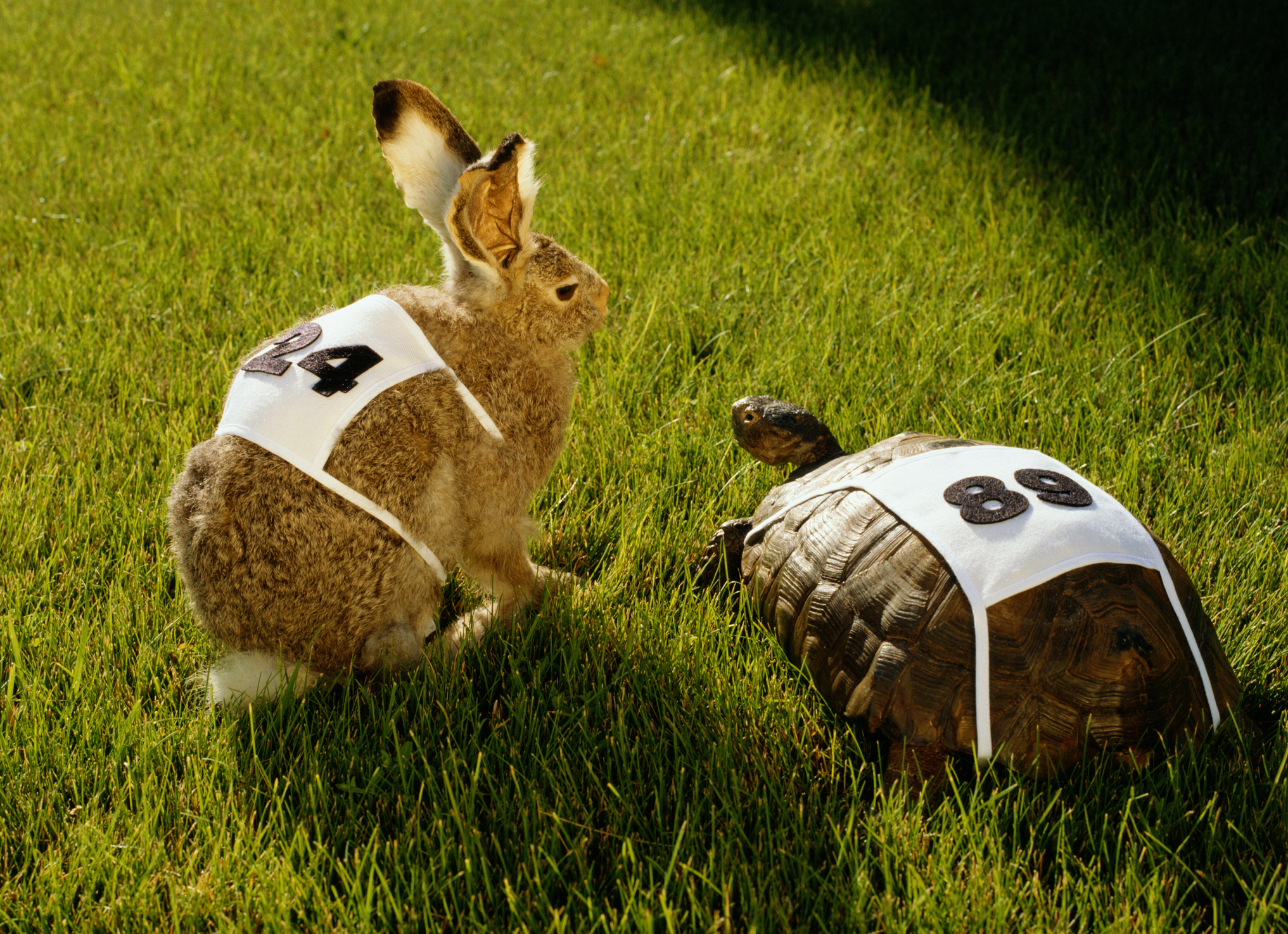 HARE & TORTOISE WITH RACE NUMBERS ON GRASS